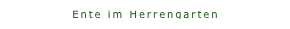 Ente im Herrengarten