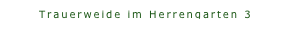 Trauerweide im Herrengarten 3