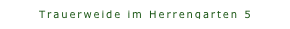 Trauerweide im Herrengarten 5