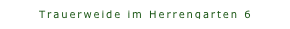 Trauerweide im Herrengarten 6