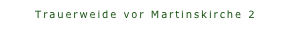 Trauerweide vor Martinskirche 2