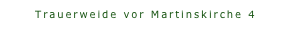 Trauerweide vor Martinskirche 4